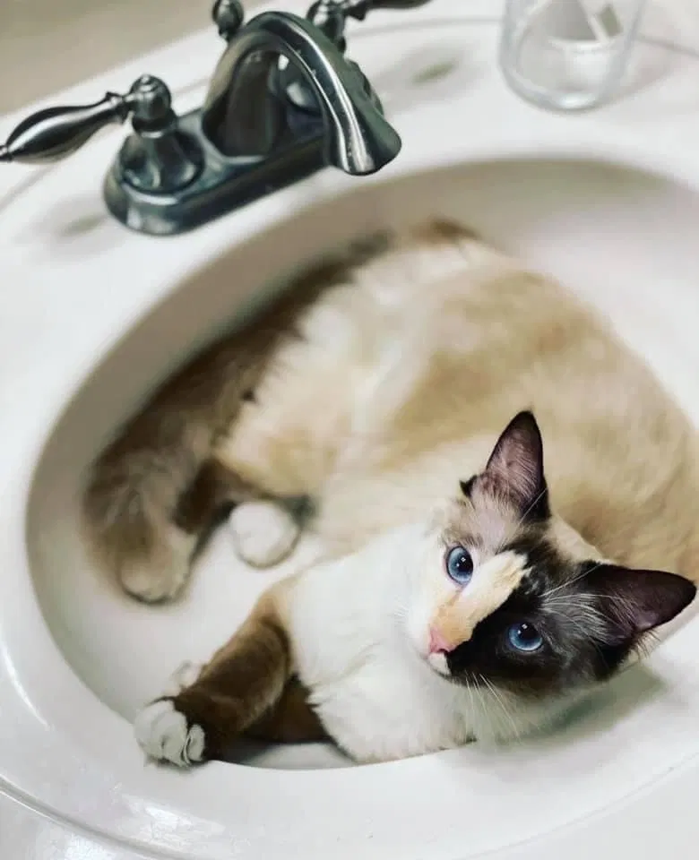 Lost cat in Cypress, TX, 77429