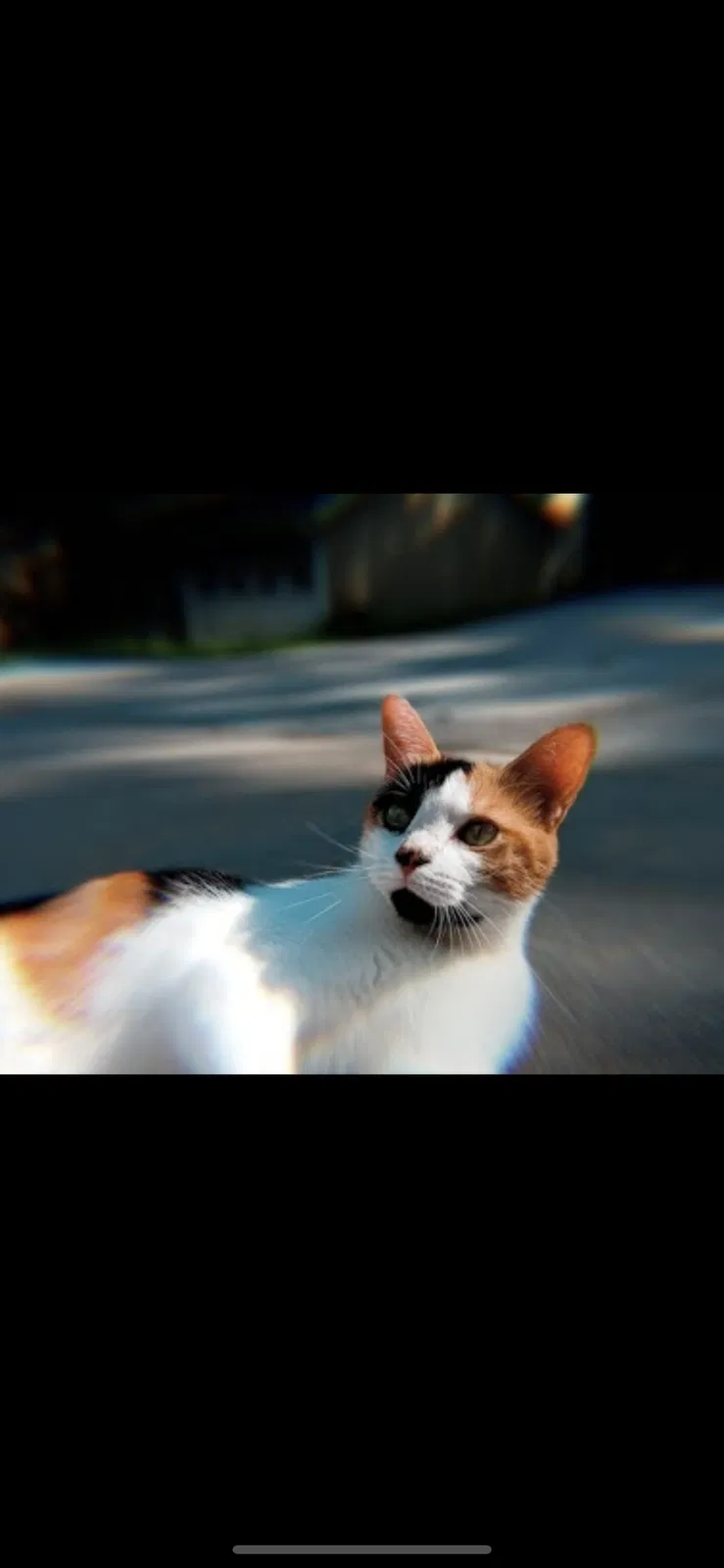Lost cat in Lilburn, GA, 30047