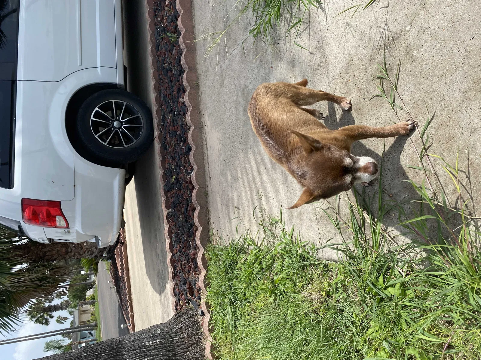 Found dog in Donna, TX, 78537