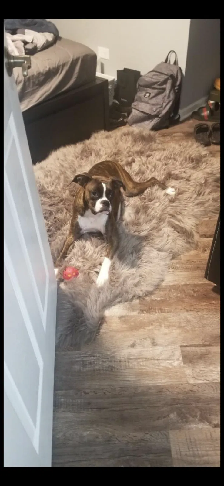 Lost dog in Fort Atkinson, WI, 53538