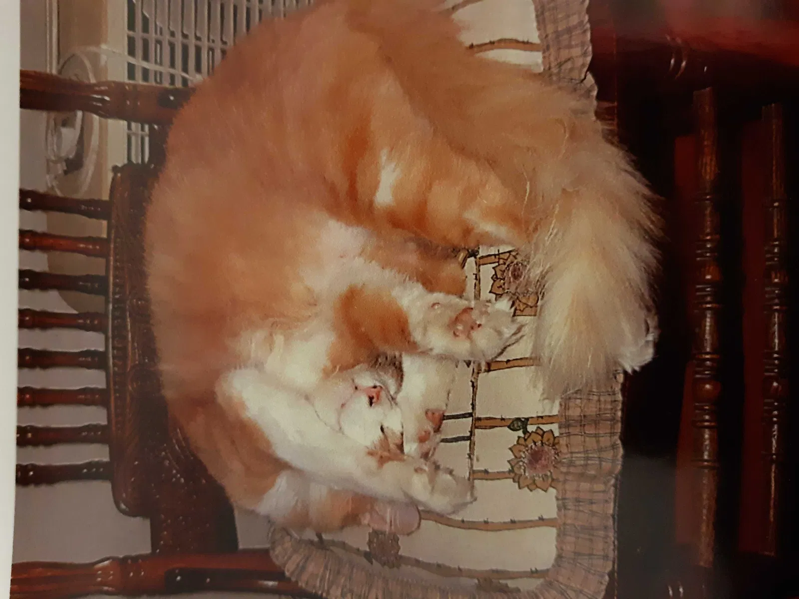 Lost cat in Yorba Linda, CA, 92886