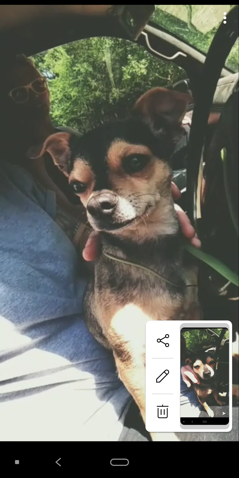 Lost dog in Tempe, AZ, 85281