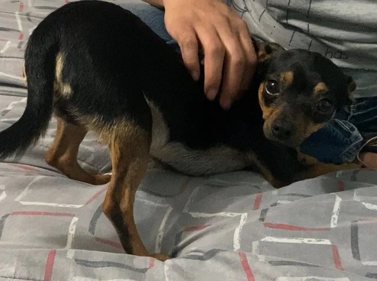 Lost dog in Salinas, CA, 93901