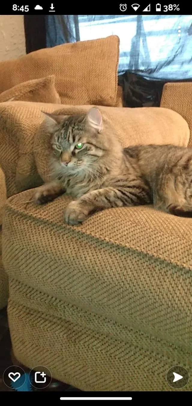 Lost cat in Waukegan, IL, 60085