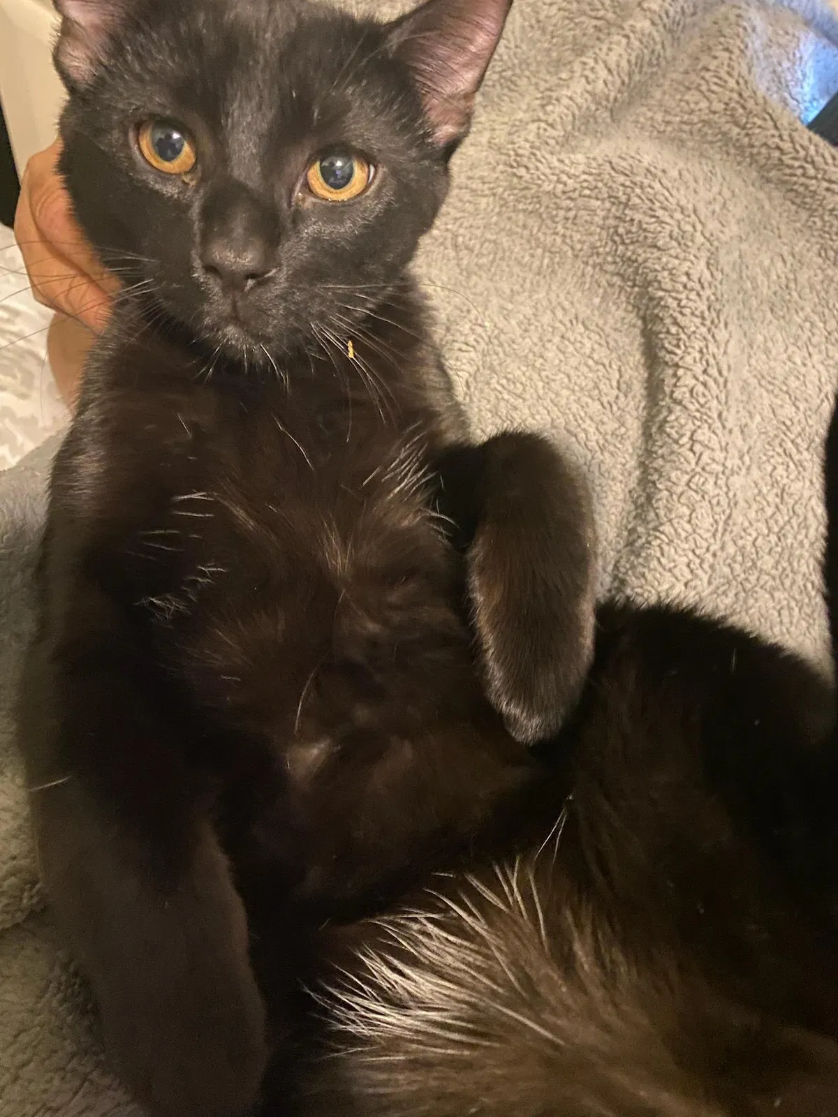 Lost cat in Chicago, IL, 60647