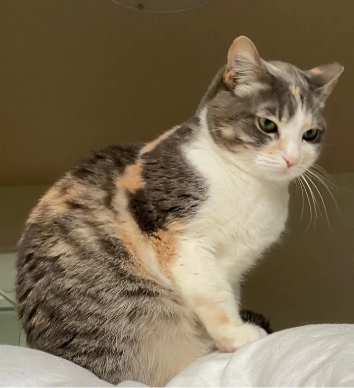 Lost cat in Seattle, WA, 98117