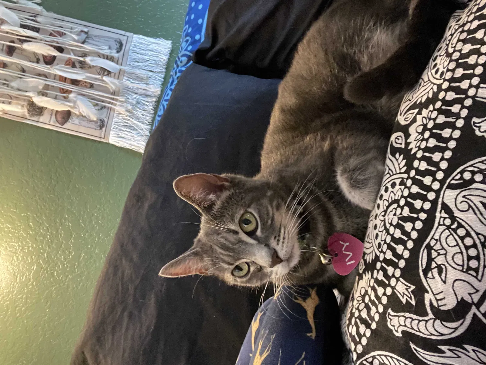 Lost cat in Mission Viejo, CA, 92691