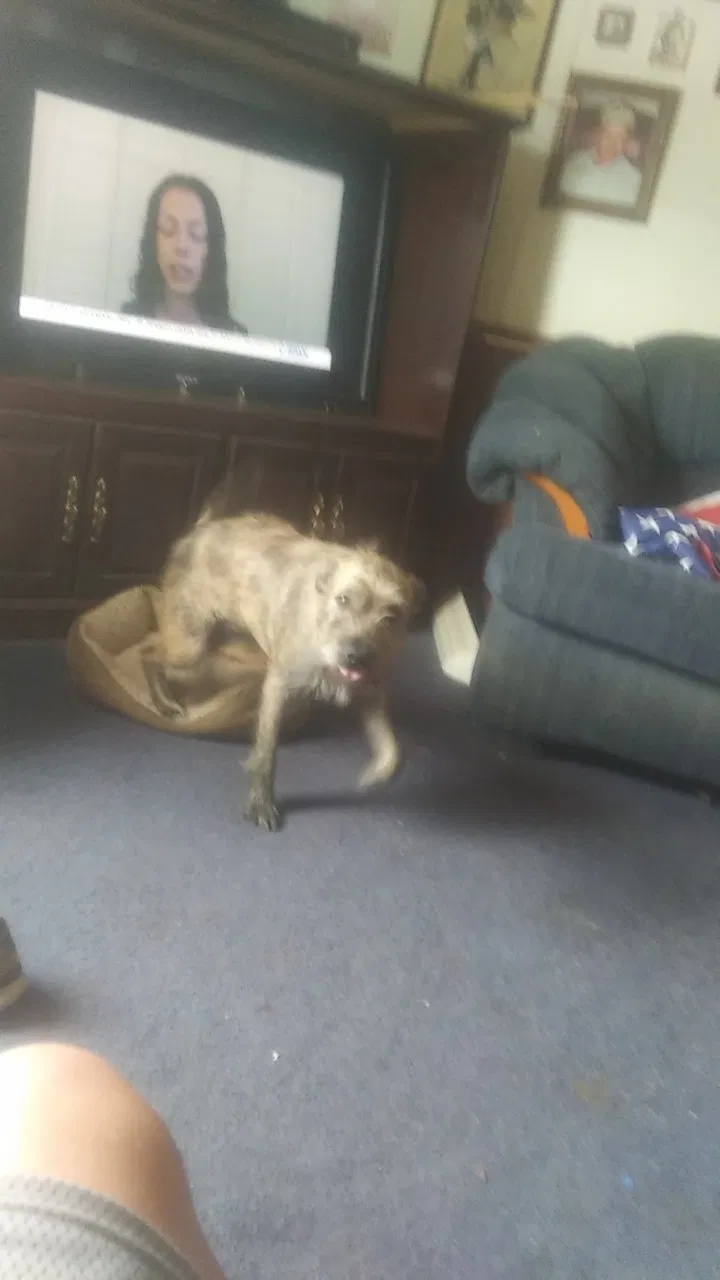 Found dog in Oklahoma City, OK, 73132