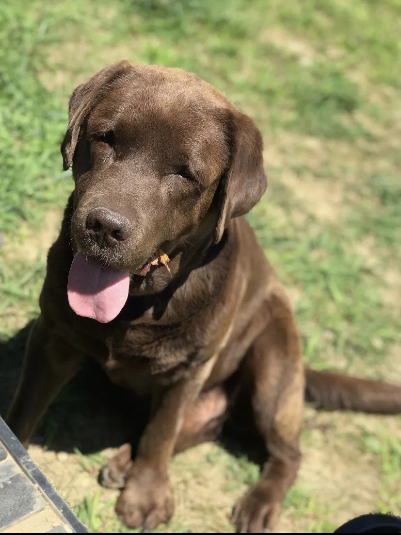 Lost dog in Renfrew, PA, 16053