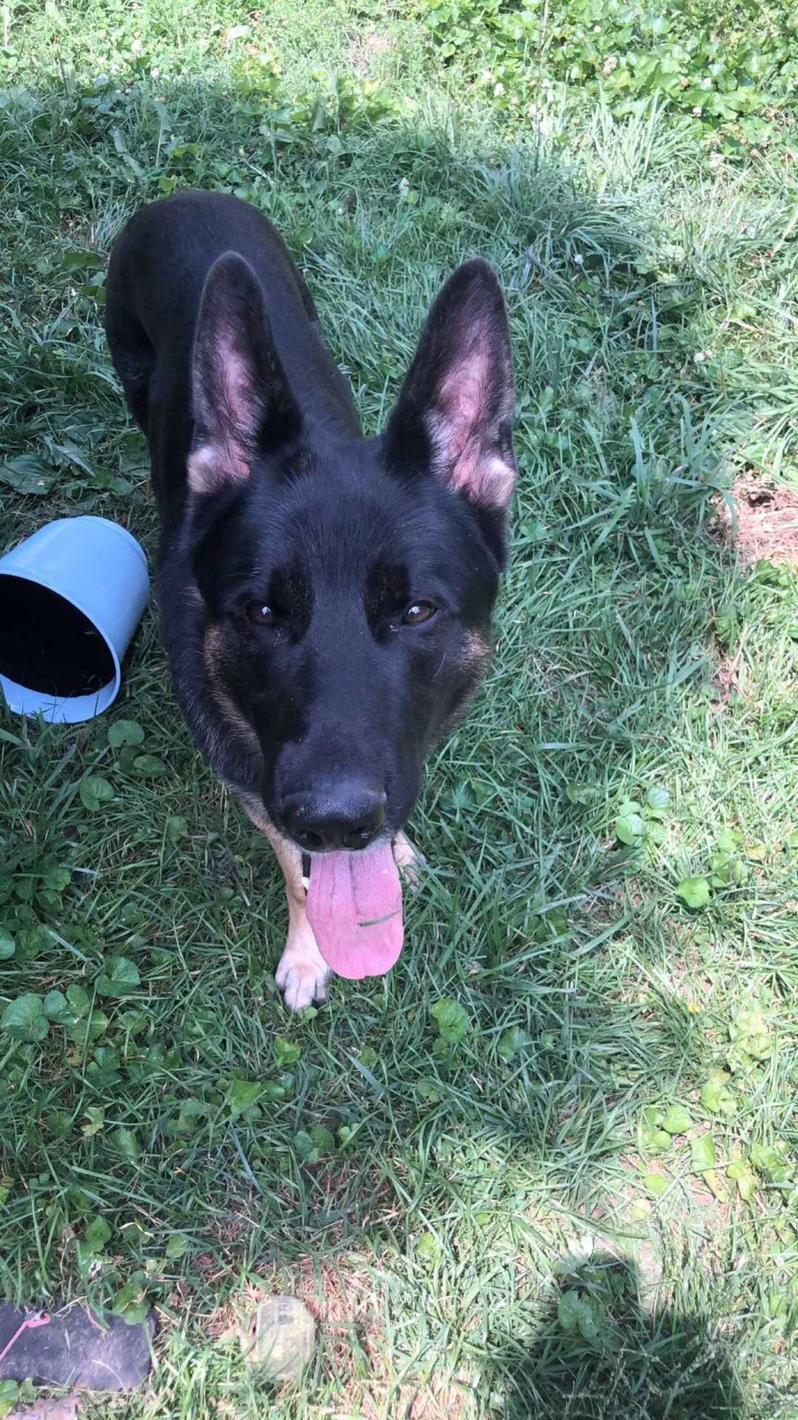 Lost dog in Evansville, IN, 47715
