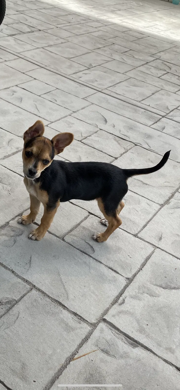 Lost dog in Sylmar, CA, 91342