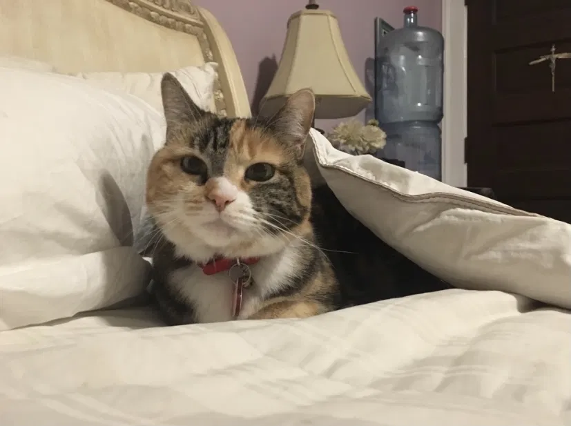 Lost cat in Pasadena, CA, 91105