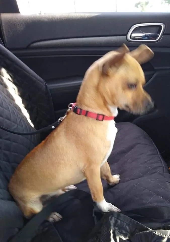 Lost dog in Brownsville, TX, 78520