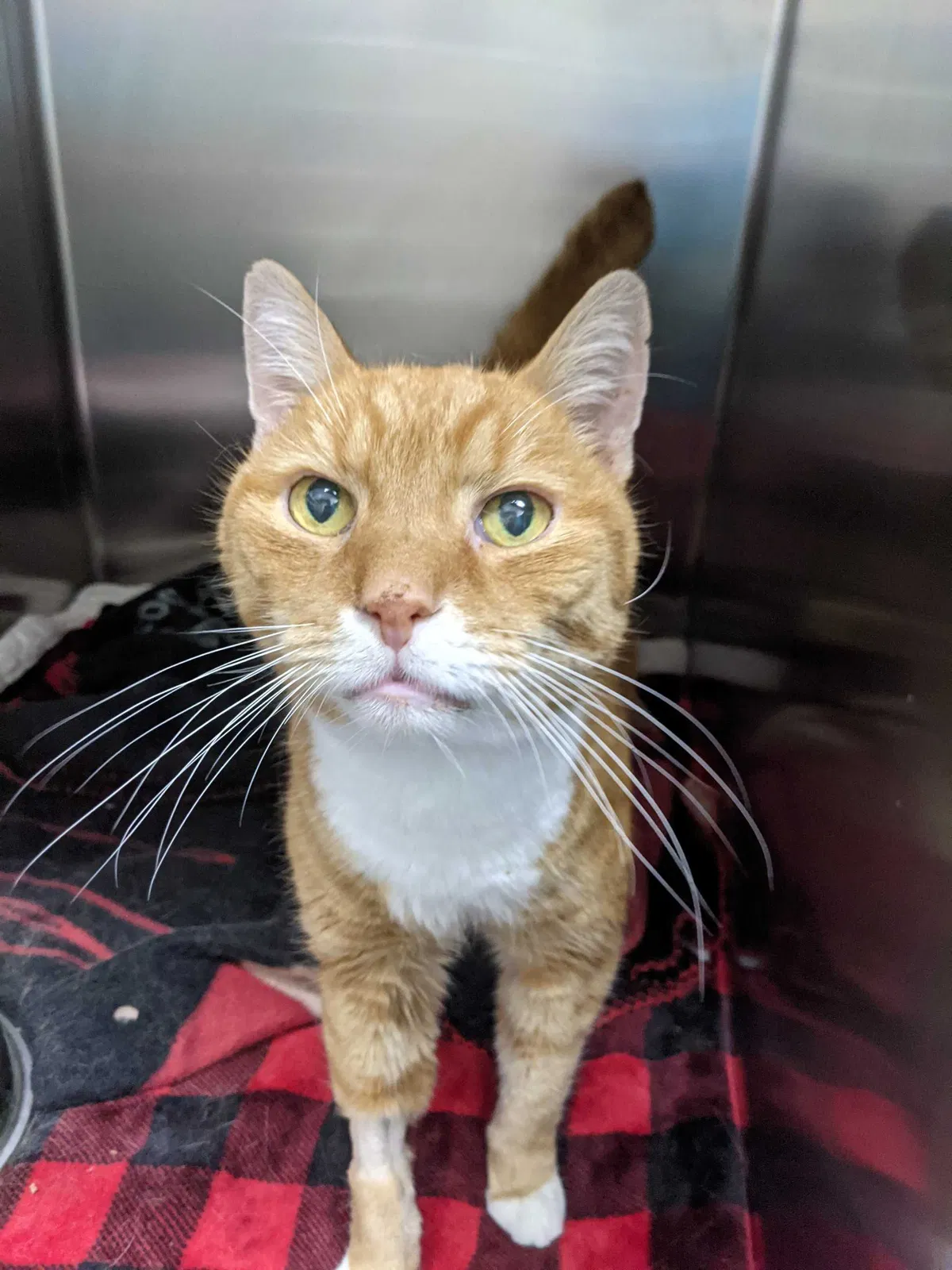 Lost cat in Bayonne, NJ, 7002