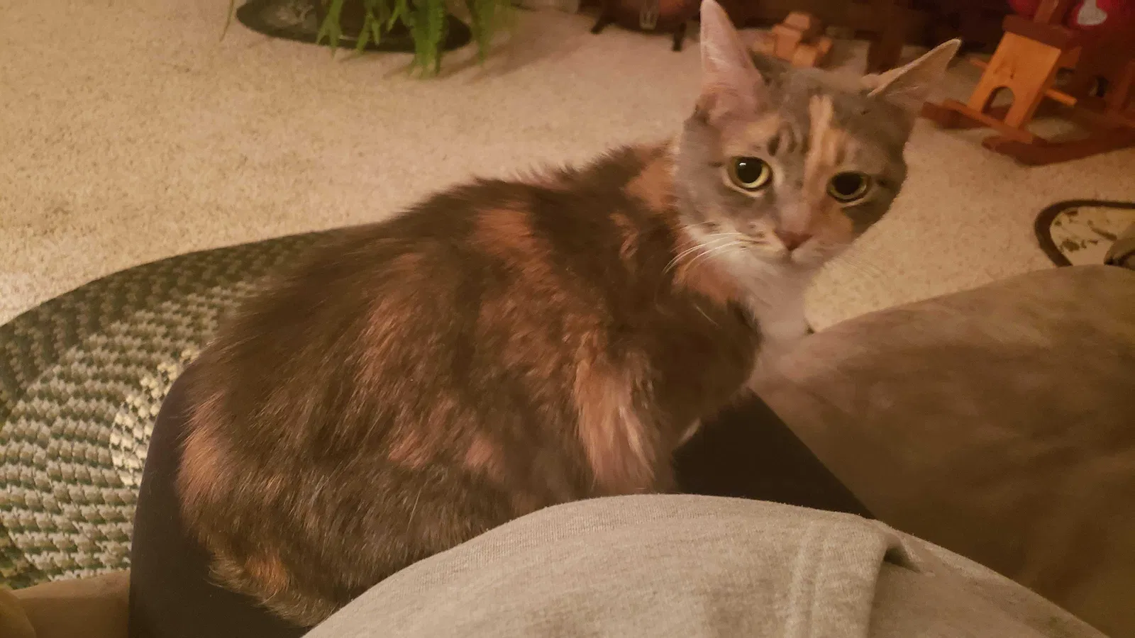 Lost cat in Joppa, MD, 21085