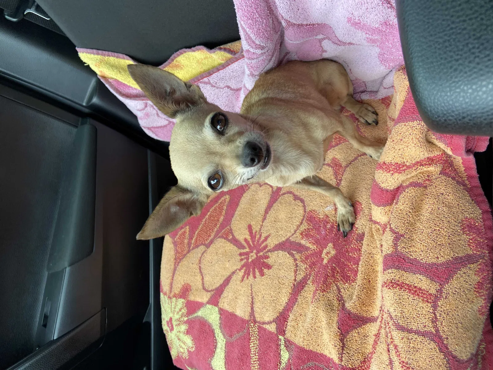 Lost dog in Elgin, TX, 78621