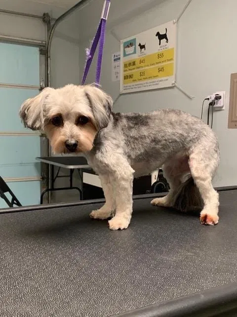 Lost dog in Little Elm, TX, 75068