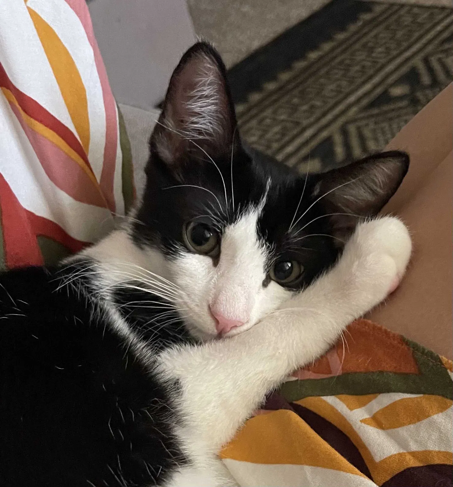 Lost cat in Palm Springs, CA, 92262