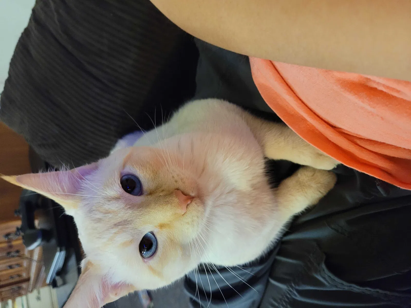 Lost cat in Chehalis, WA, 98532