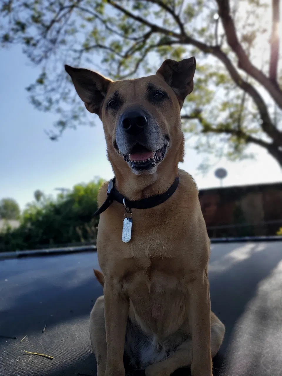 Lost dog in San Diego, CA, 92114