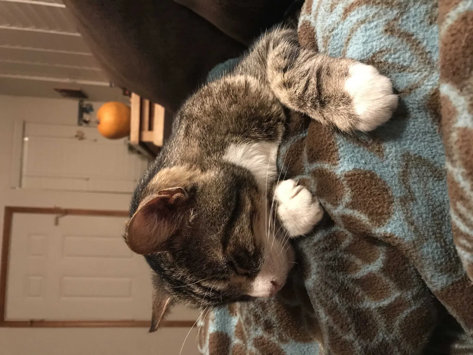 Lost cat in Portland, OR, 97206