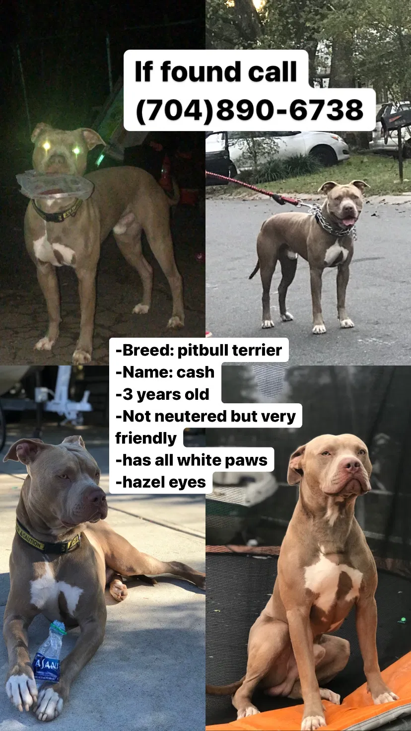 Lost dog in Charlotte, NC, 28273