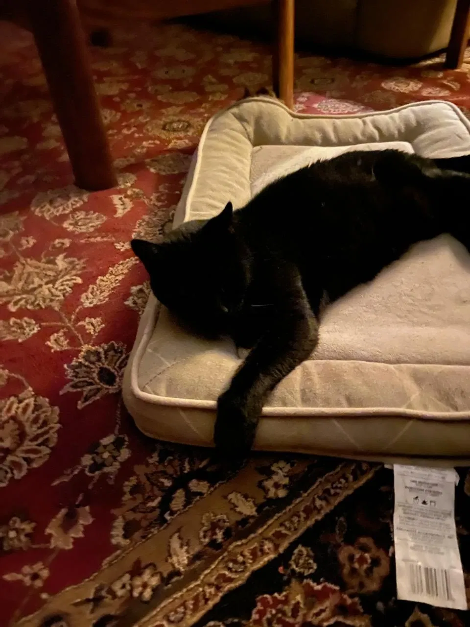 Lost cat in Woodstock, CT, 6281