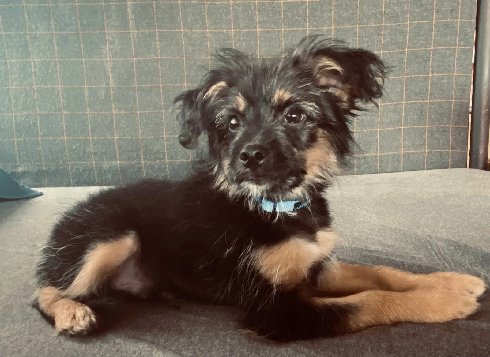 Found dog in Dallas, TX, 75226