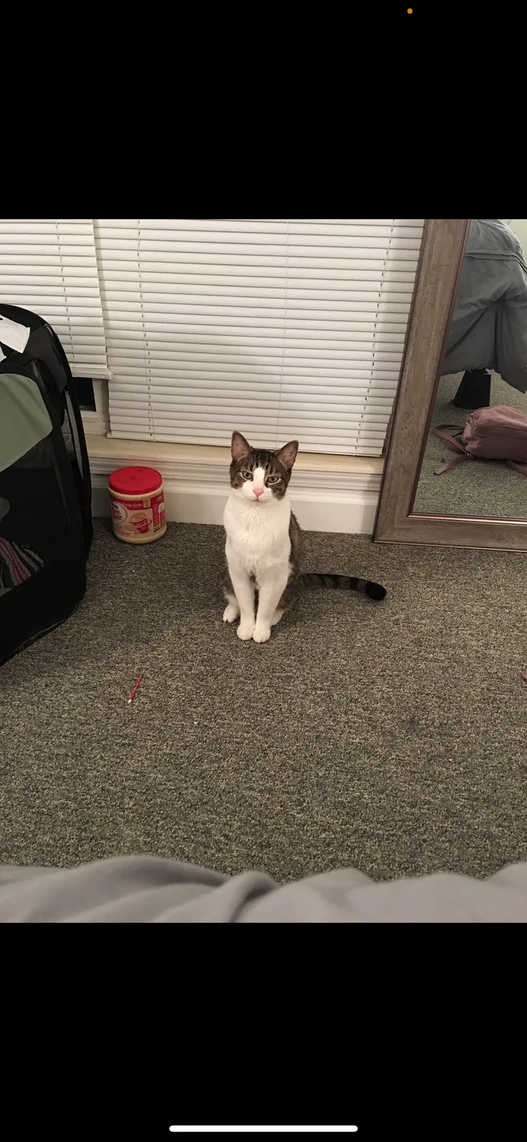 Lost cat in Toledo, OH, 43615