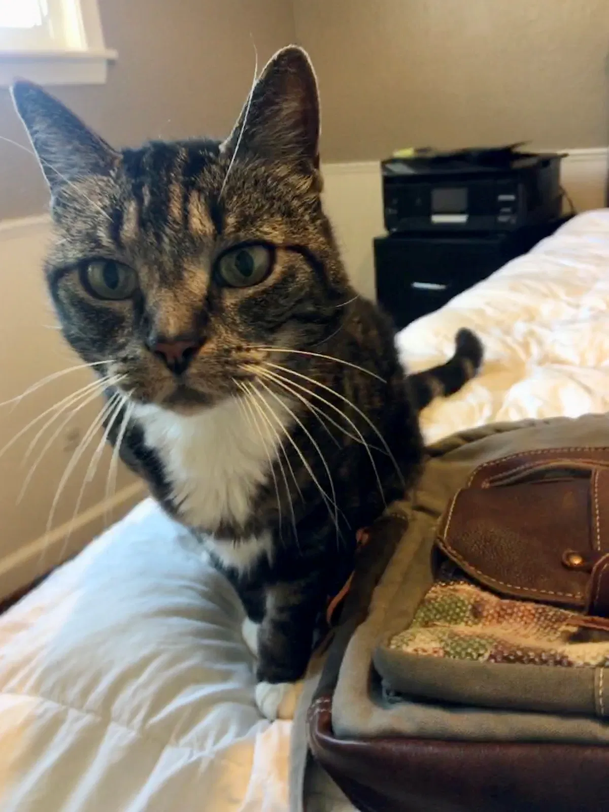 Lost cat in Walnut Creek, CA, 94595