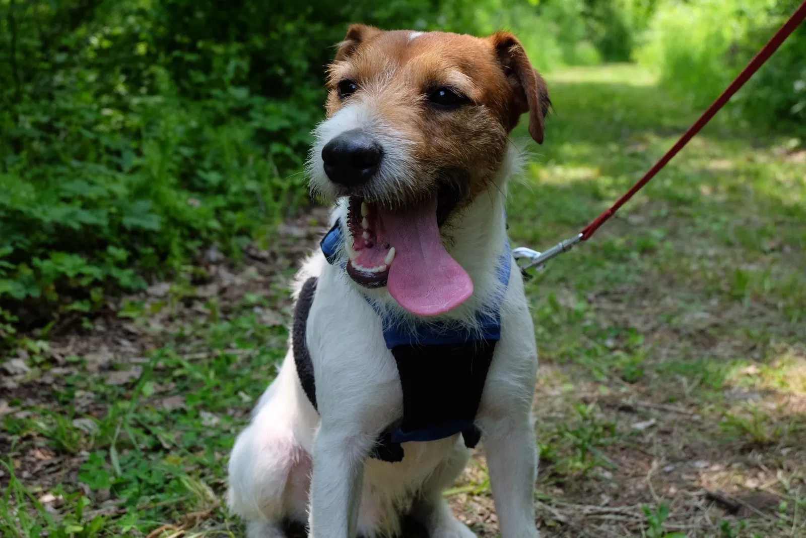 Lost dog in Chicago, IL, 60649