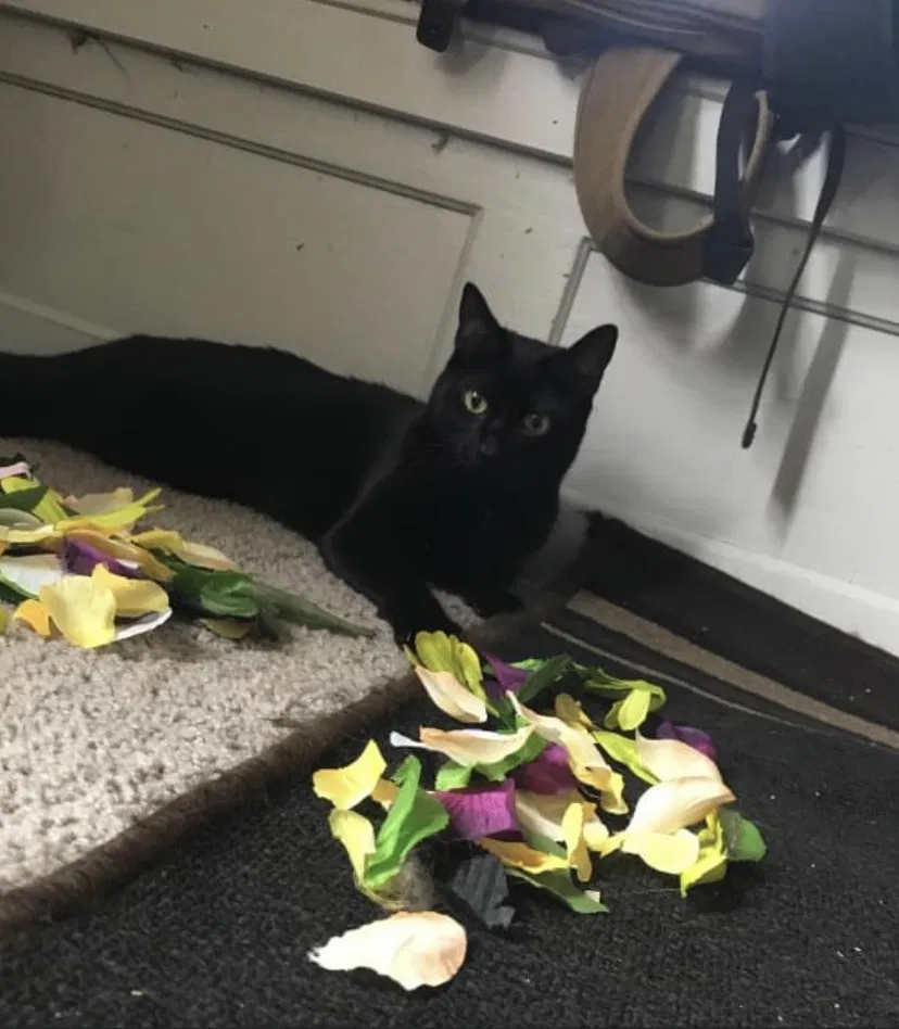 Lost cat in Racine, WI, 53403