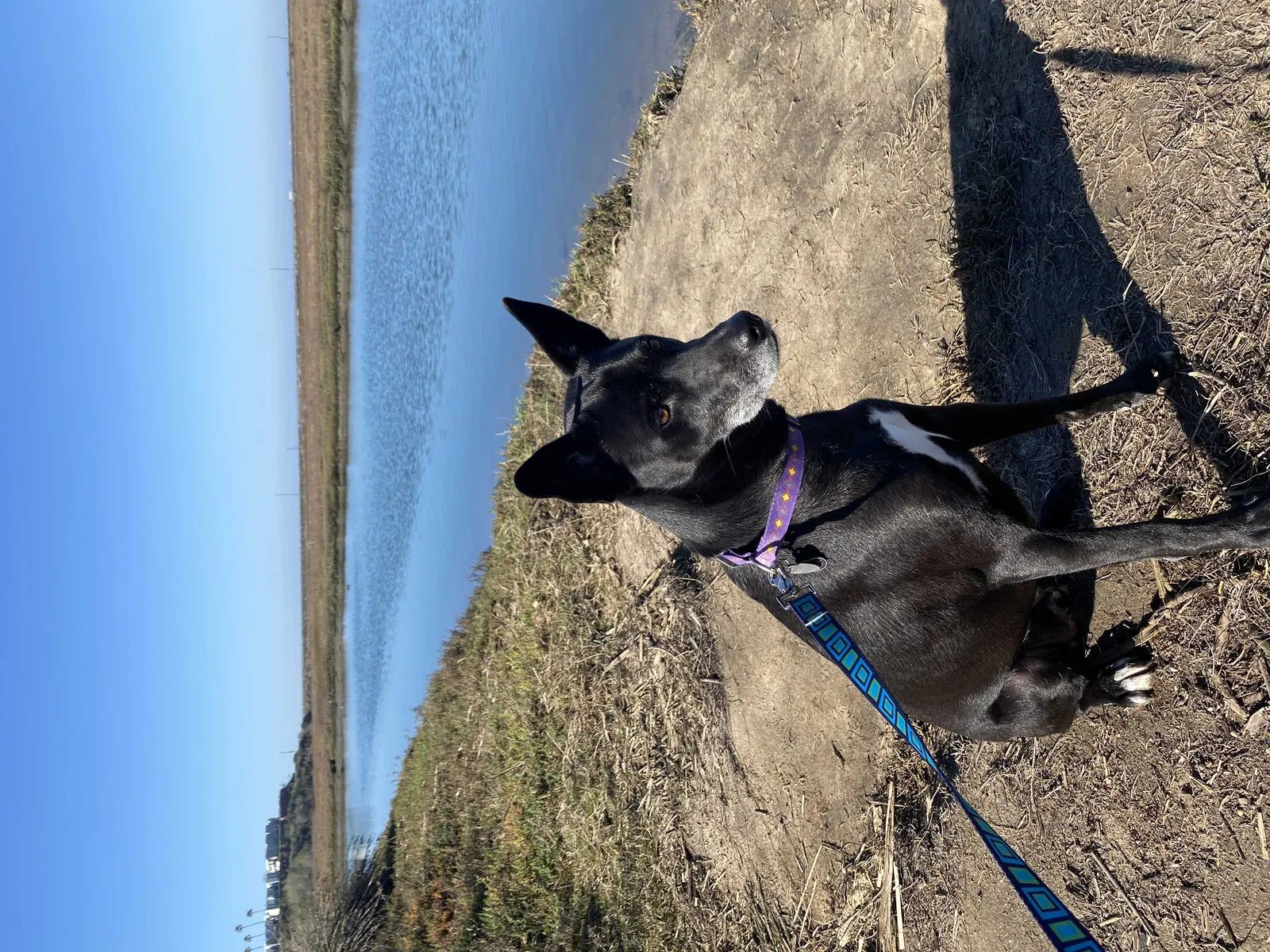 Lost dog in Solana Beach, CA, 92075