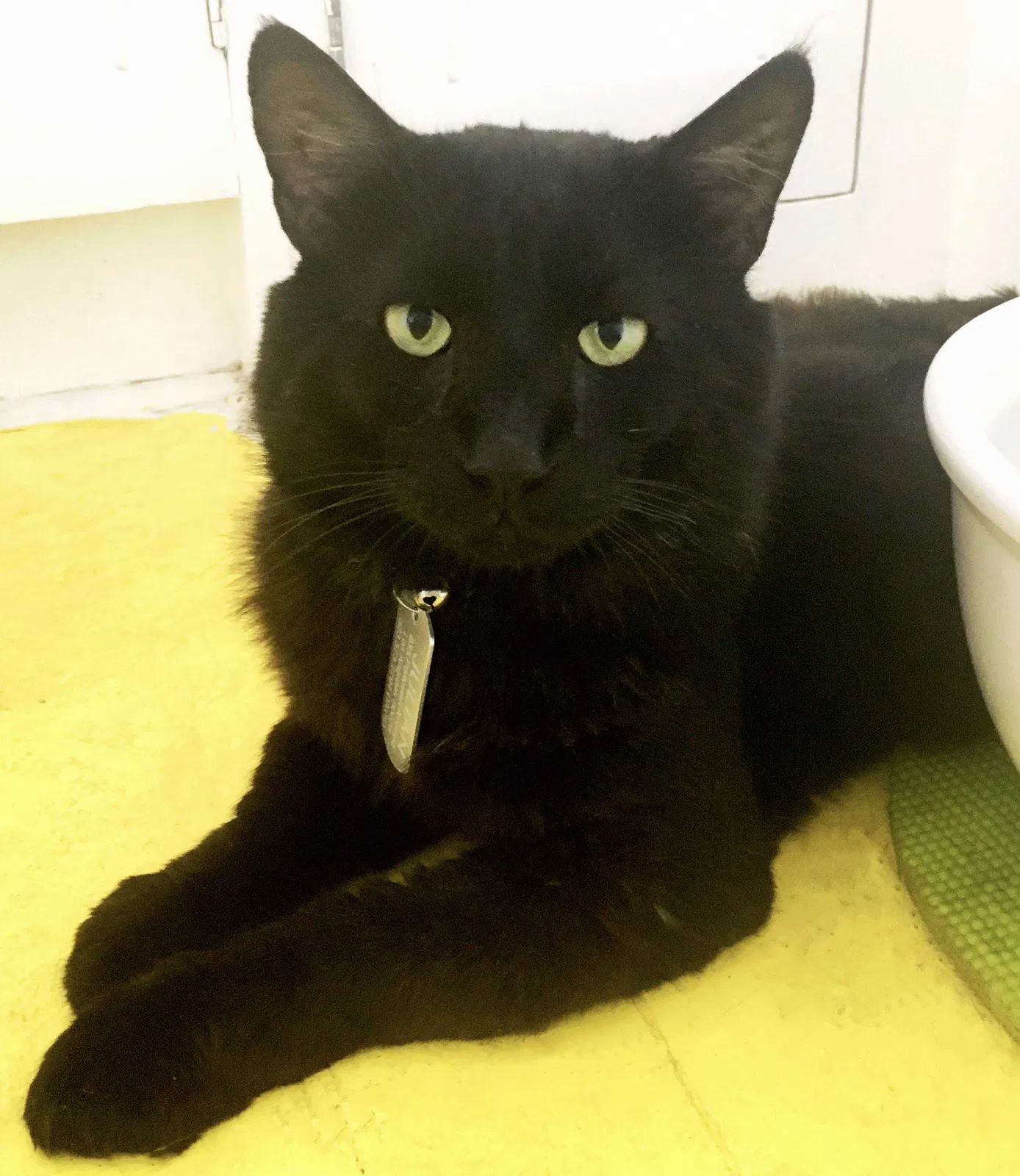 Lost cat in Los Angeles, CA, 90026