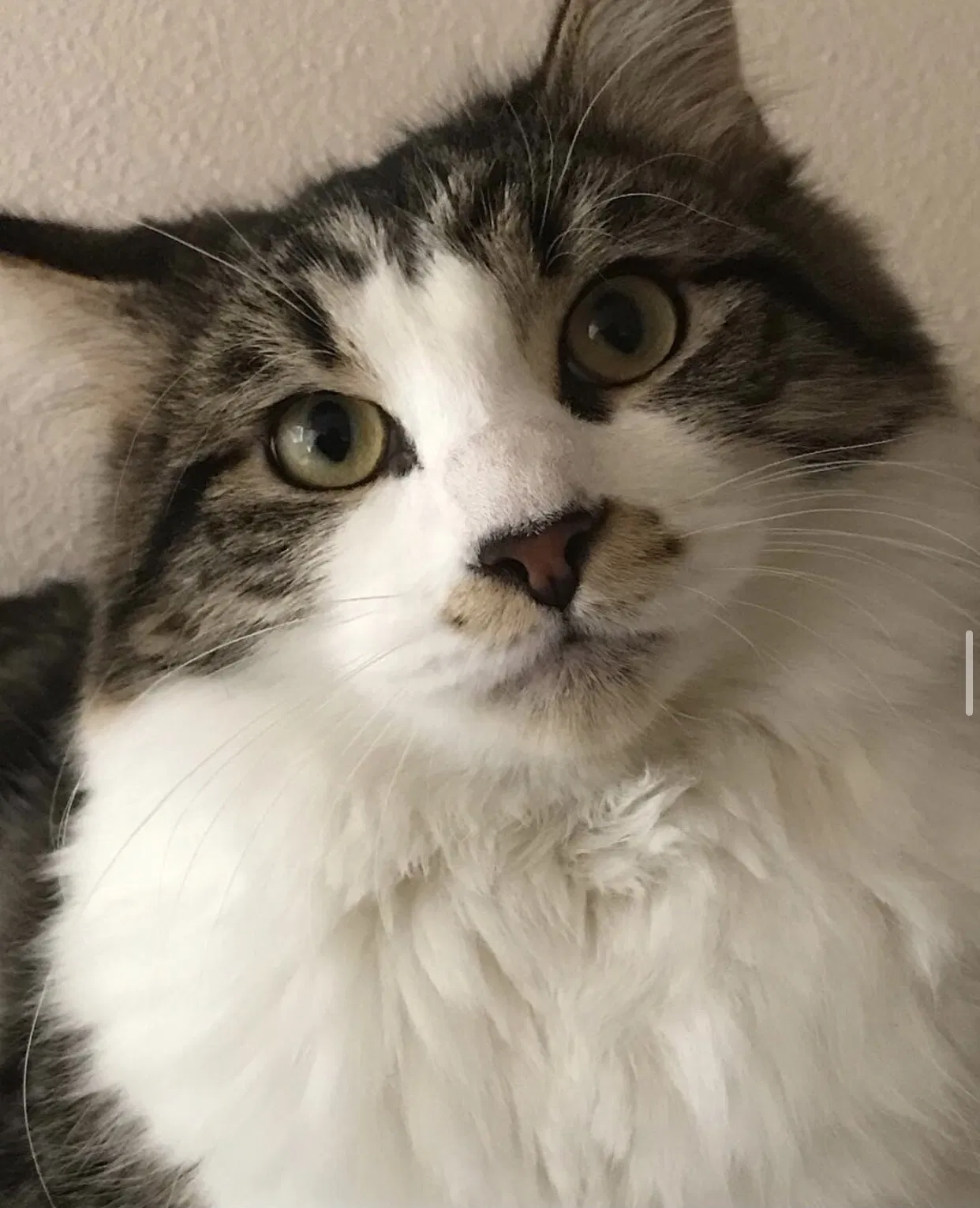 Lost cat in Olympia, WA, 98513