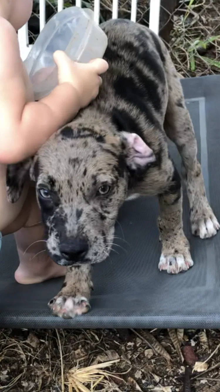 Lost dog in Waianae, HI, 96792