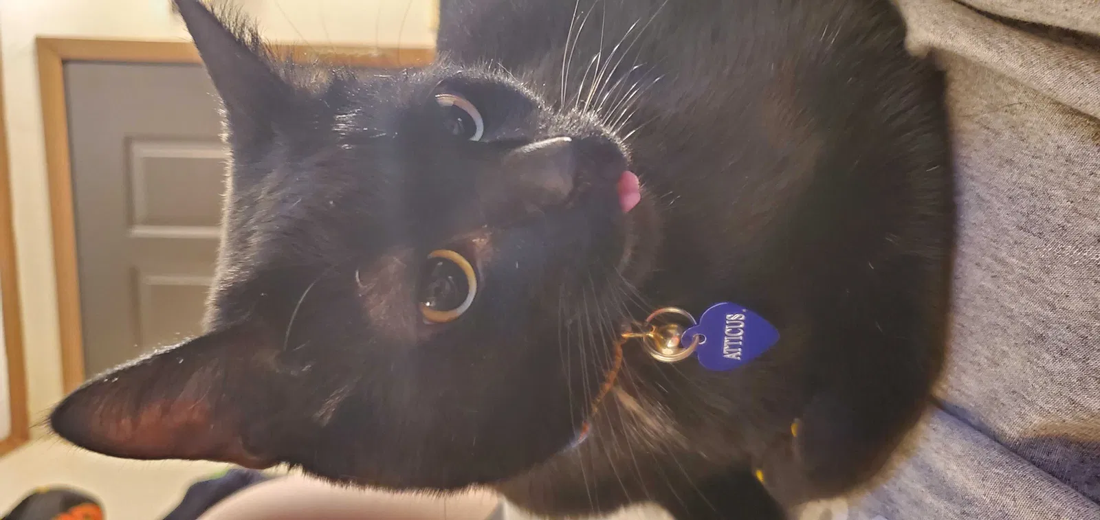 Lost cat in Canton, MI, 48188