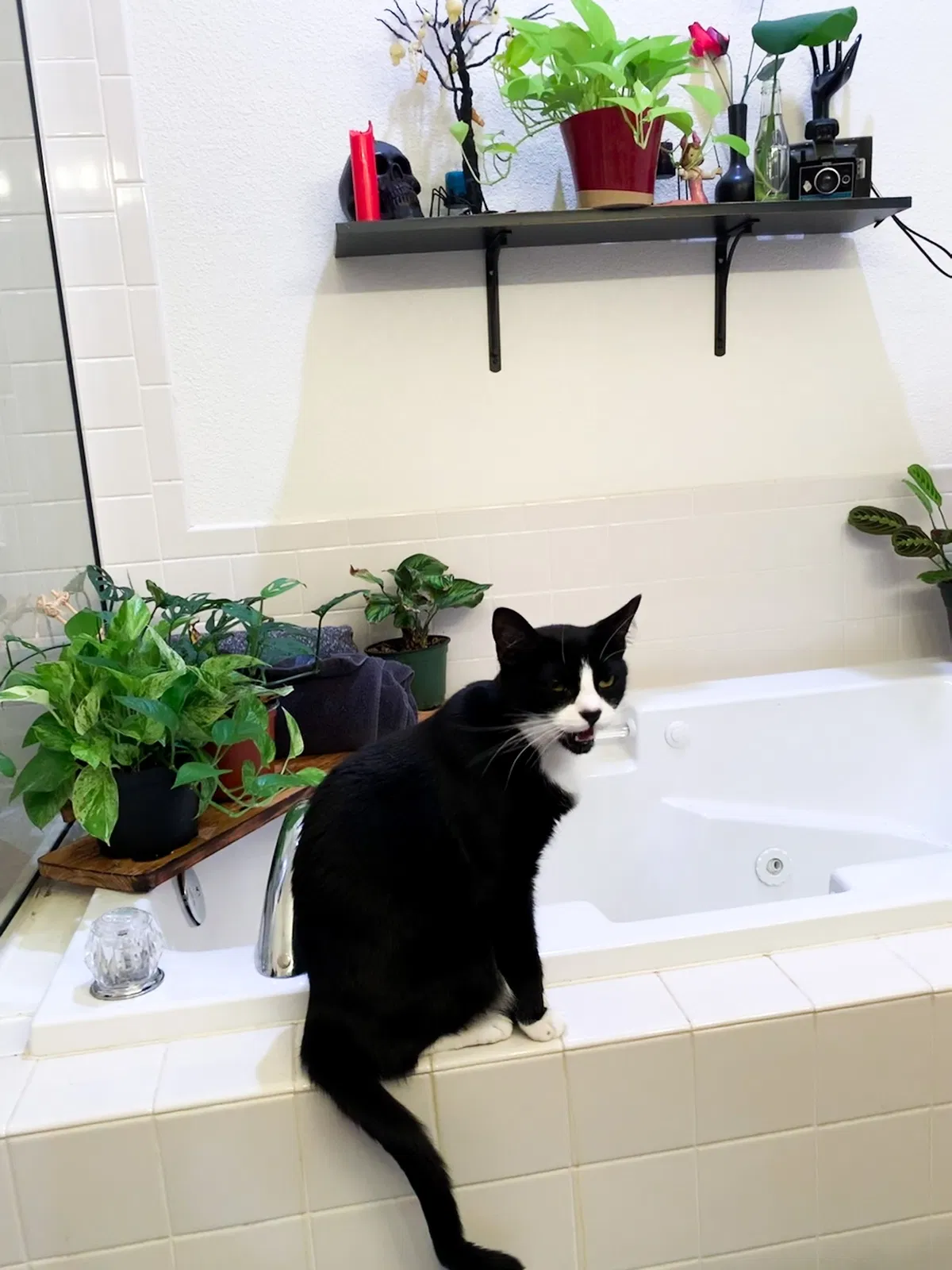 Lost cat in Fort Collins, CO, 80525
