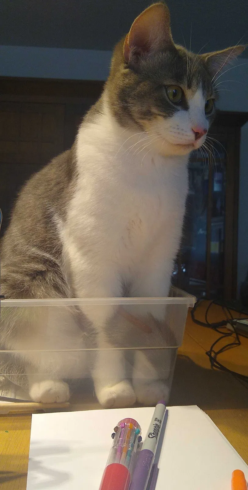Lost cat in Vancouver, WA, 98682