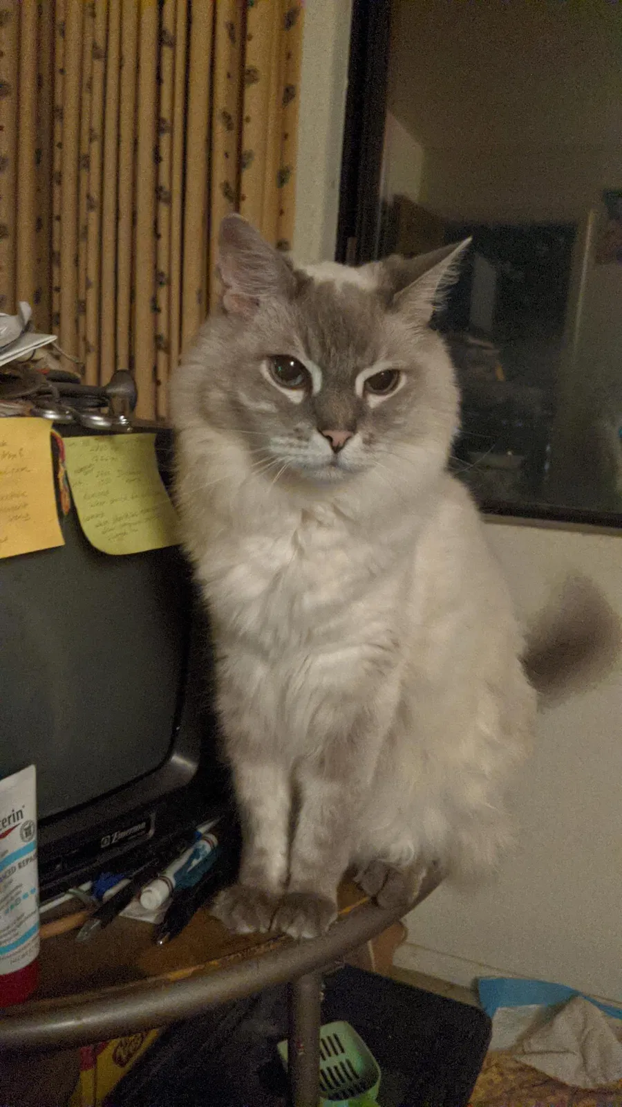 Lost cat in Riverside, CA, 92503