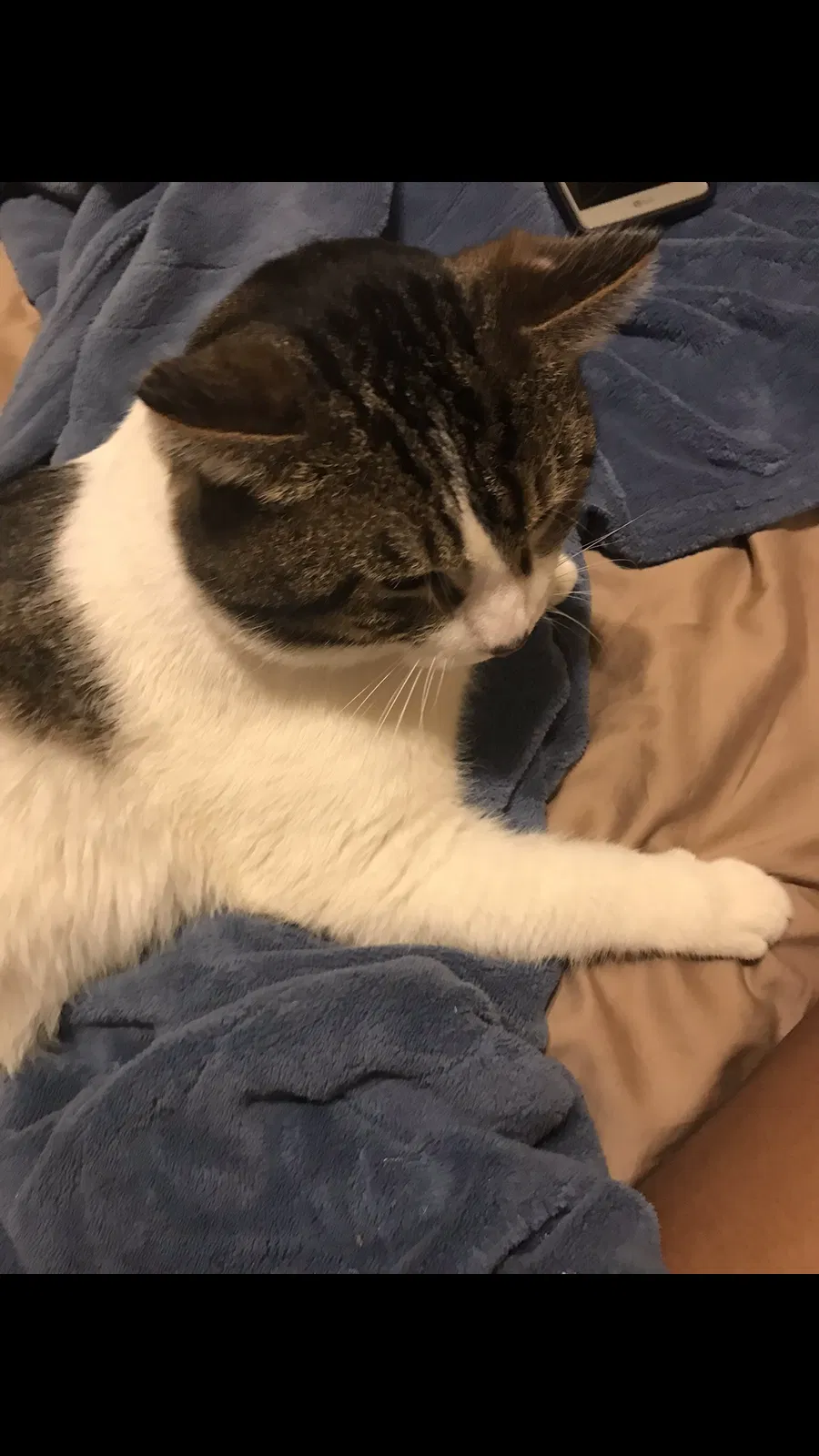 Lost cat in Chicago, IL, 60609