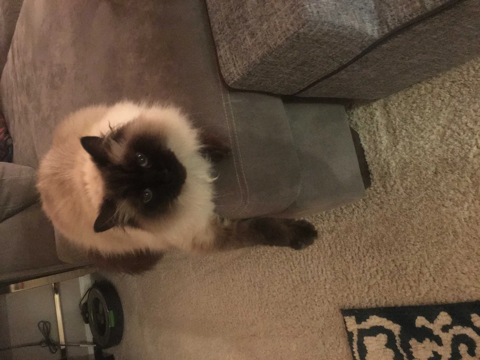 Lost cat in Campbell, CA, 95008