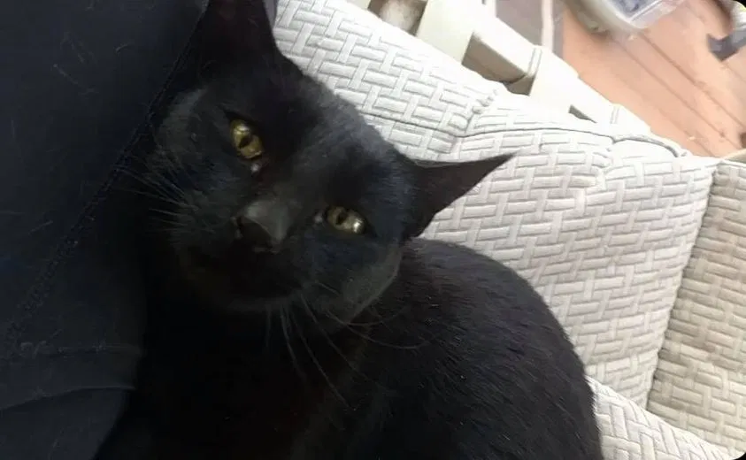 Lost cat in Broomfield, CO, 80020