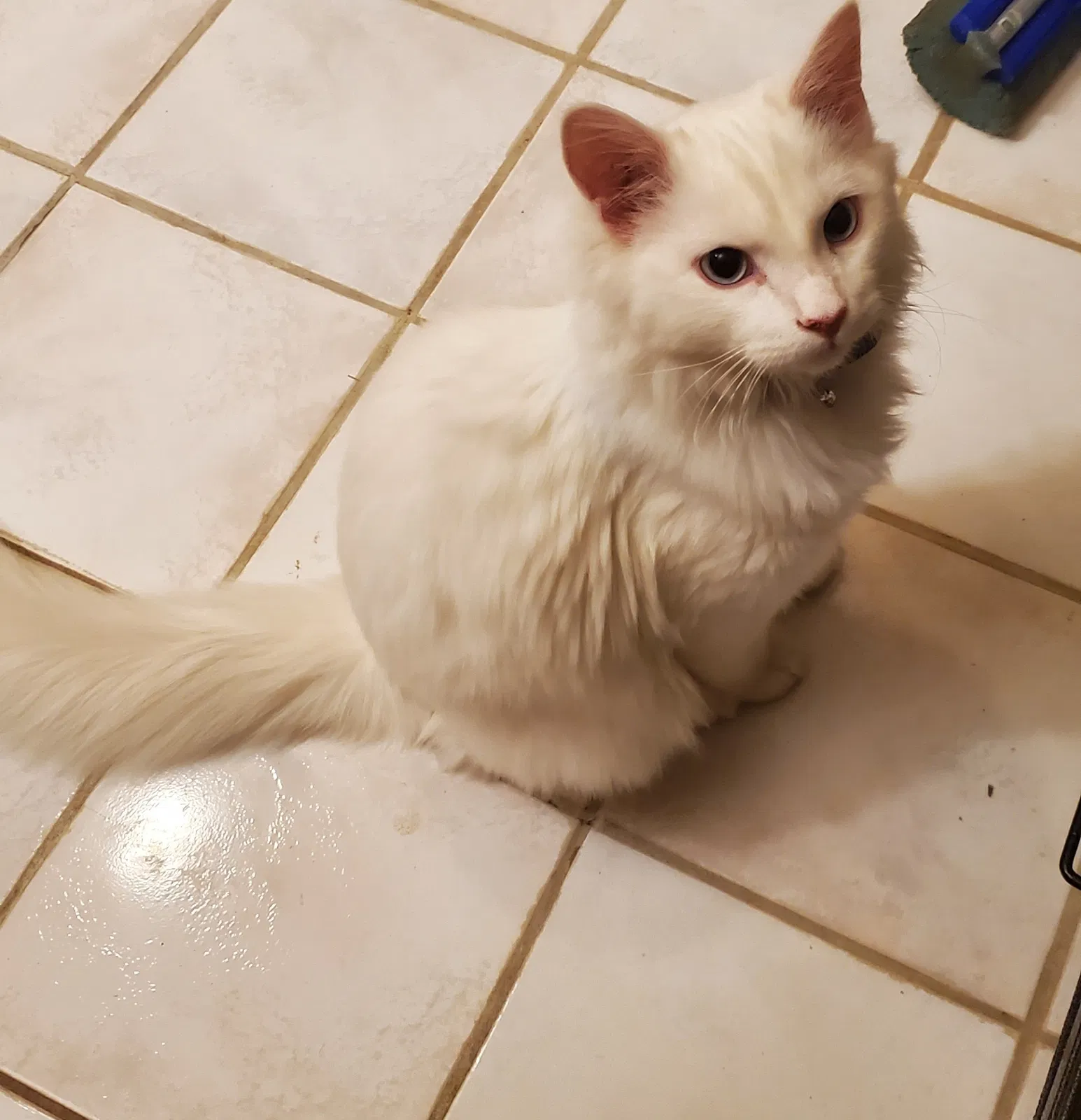 Lost cat in Perryville, MO, 63775