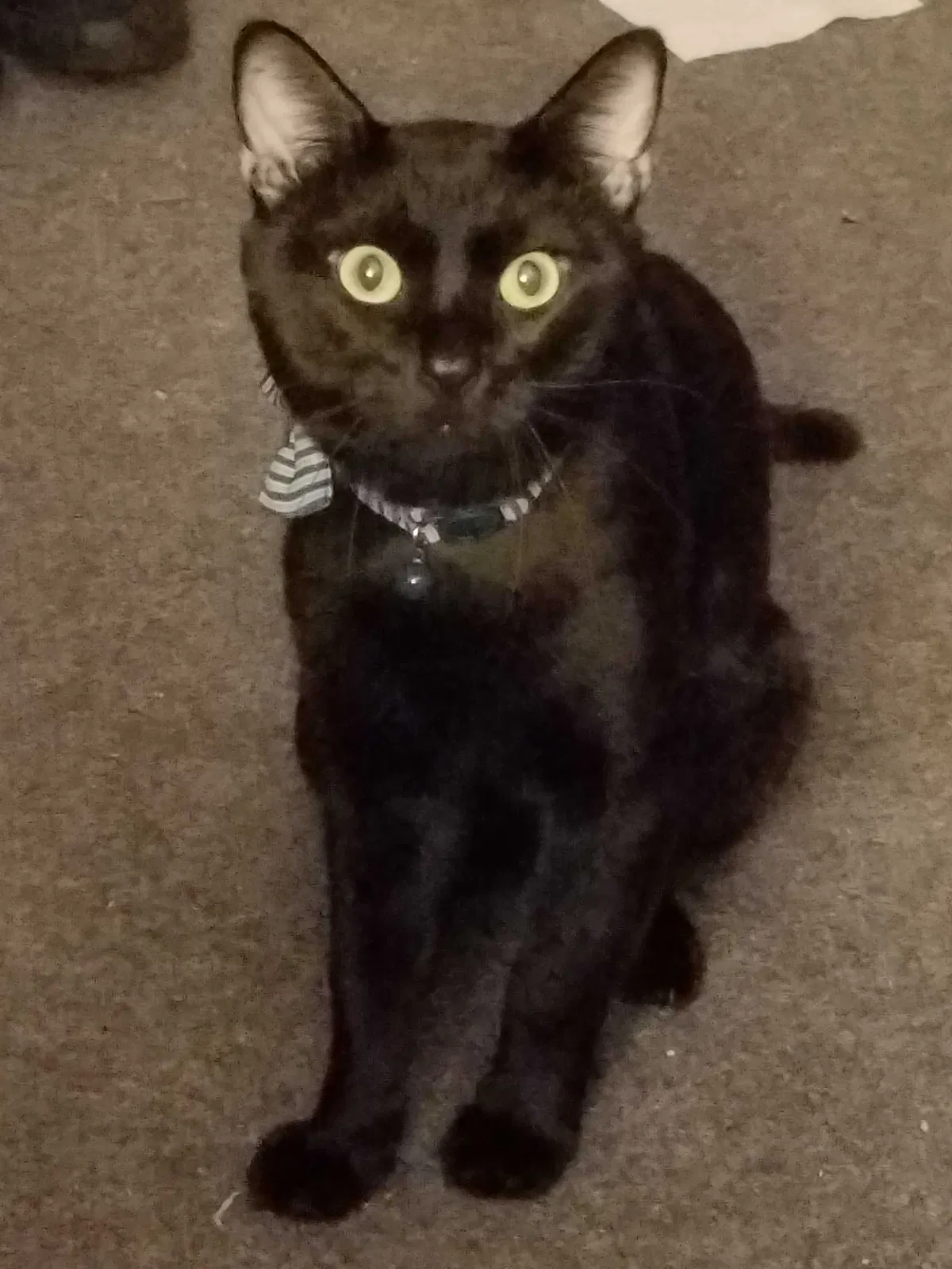 Lost cat in Chicago, IL, 60626
