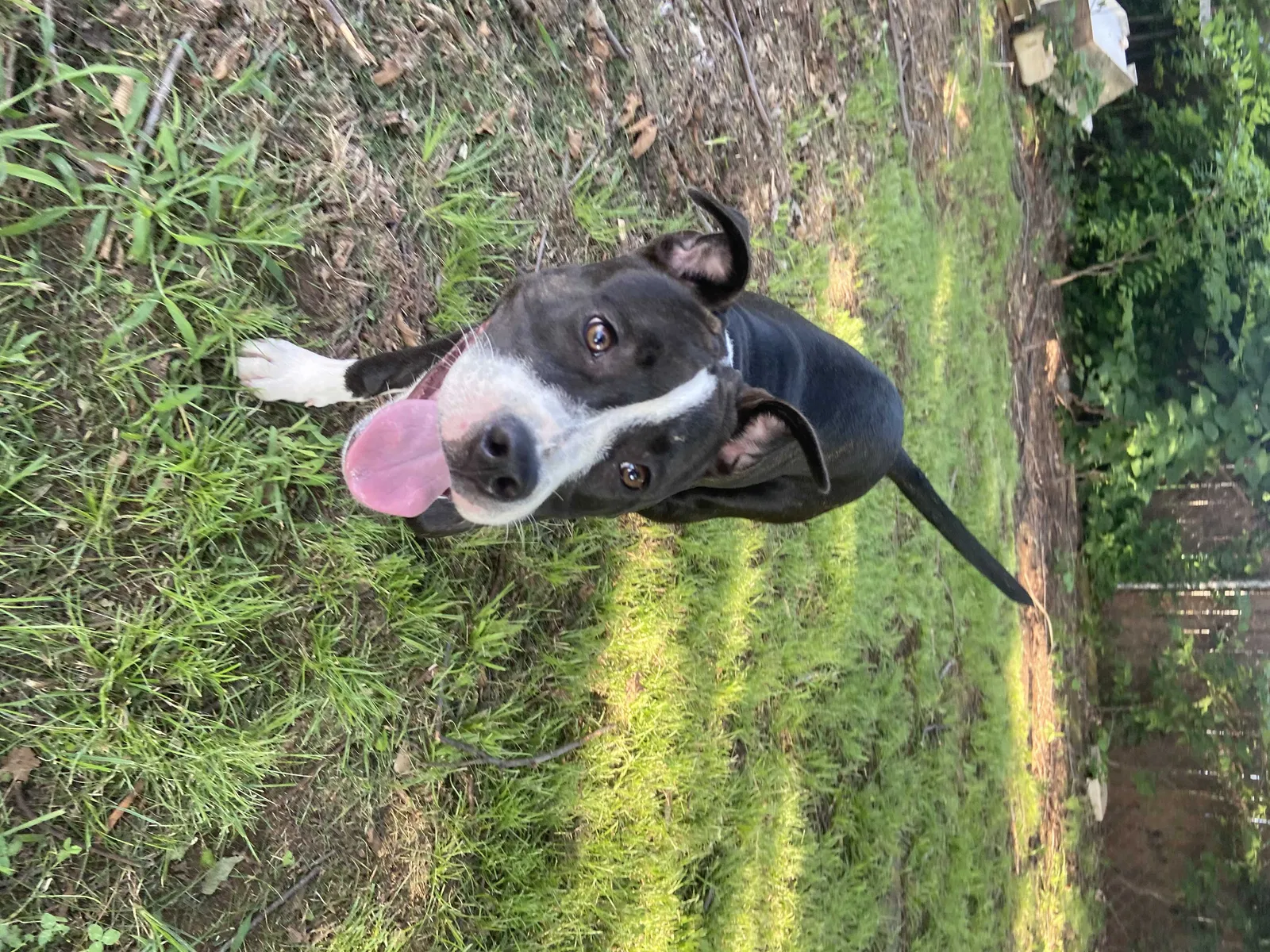 Found dog in Oklahoma City, OK, 73135