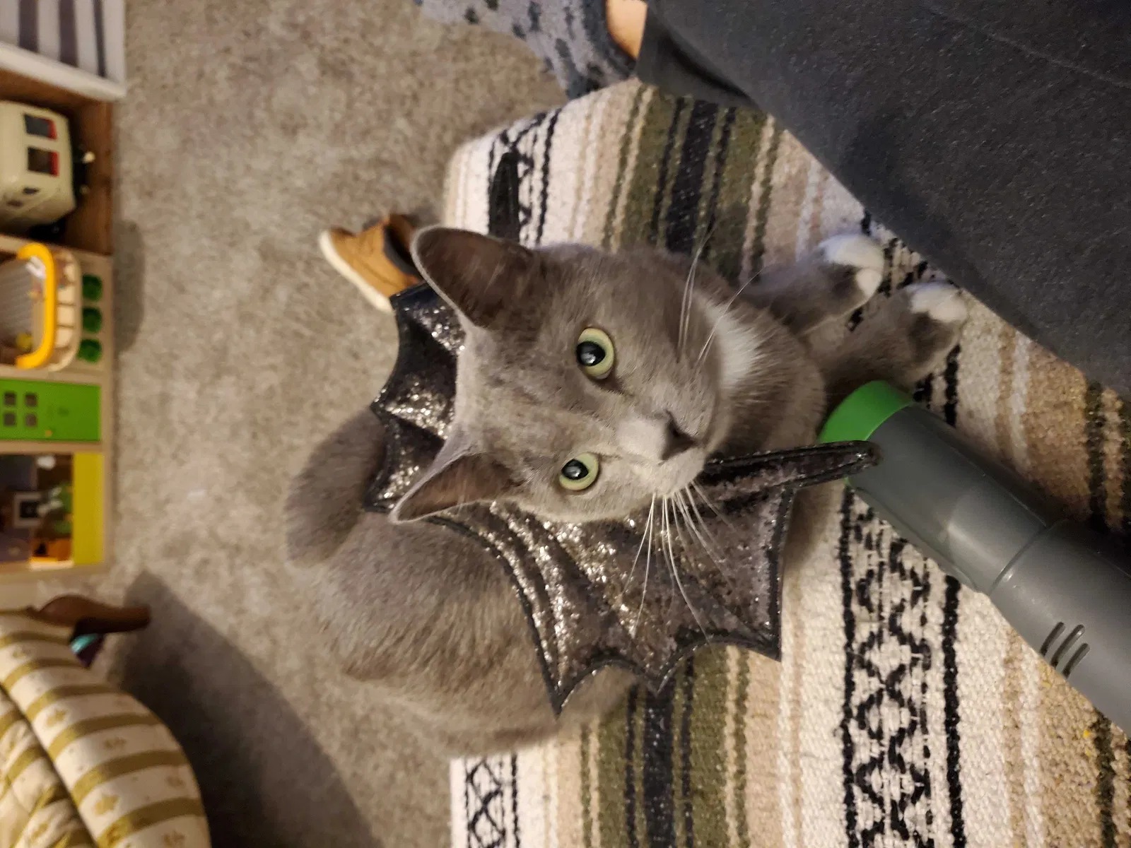 Lost cat in Golden, CO, 80401