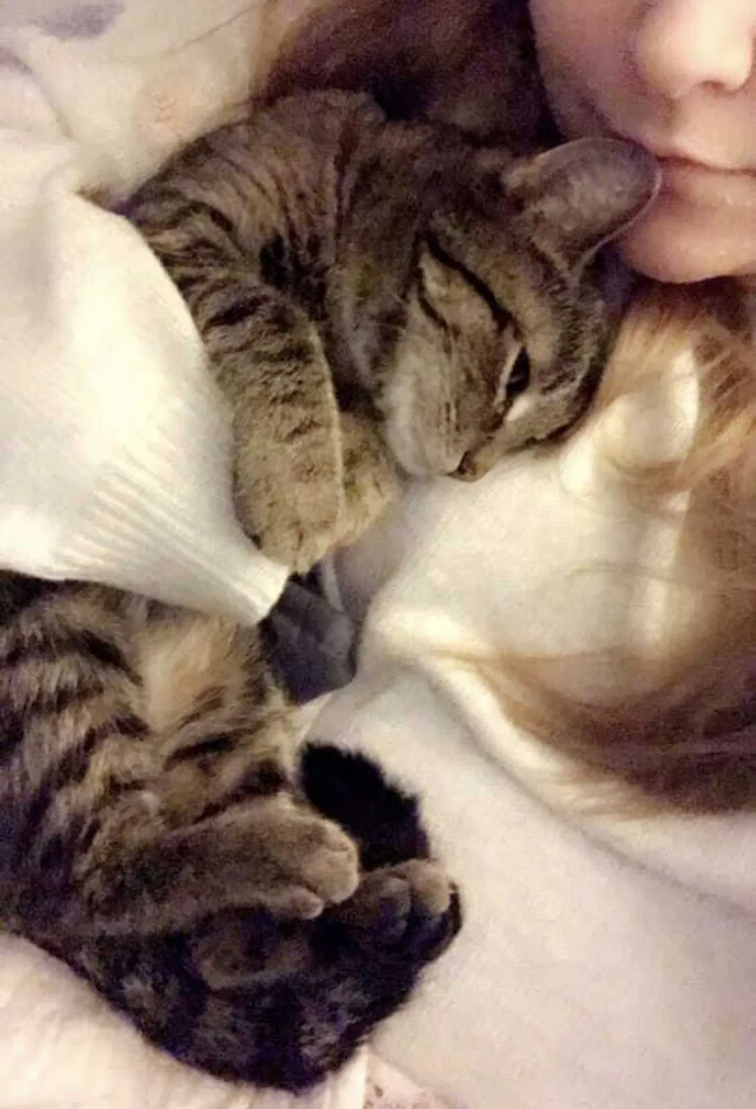 Lost cat in Dublin, OH, 43016