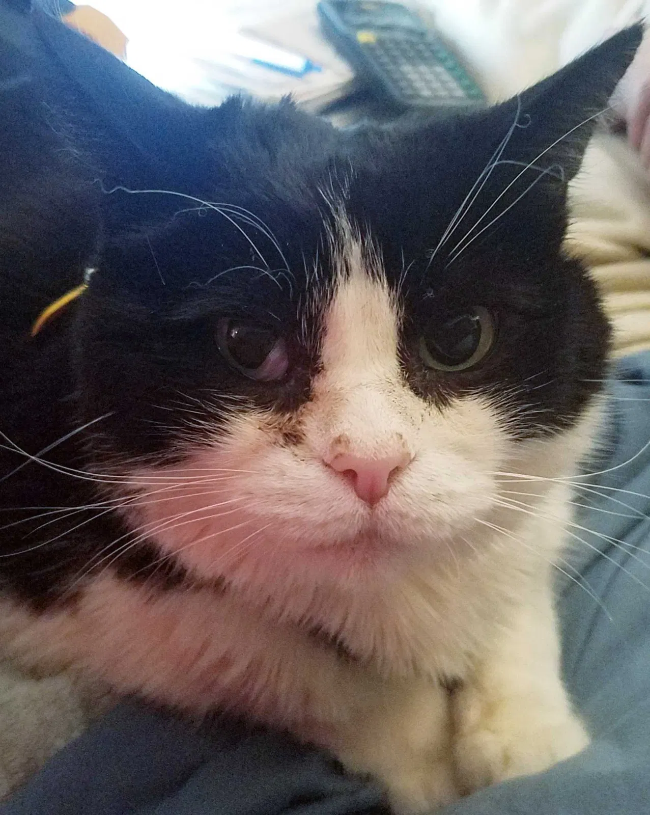 Lost cat in Roseville, CA, 95661