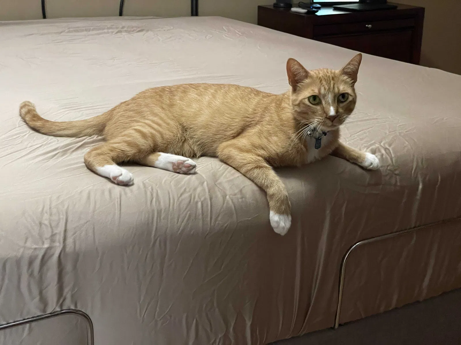 Lost cat in Valrico, FL, 33594